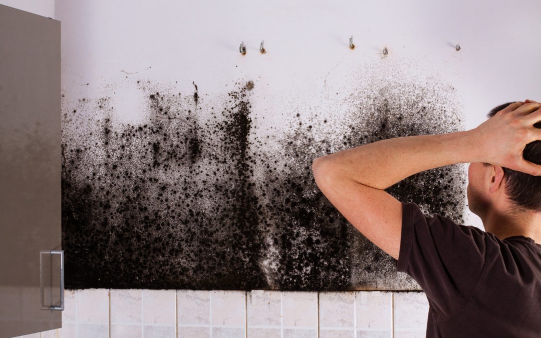 How Mold Affects Our Daily Quality of Life and Preventive Measures